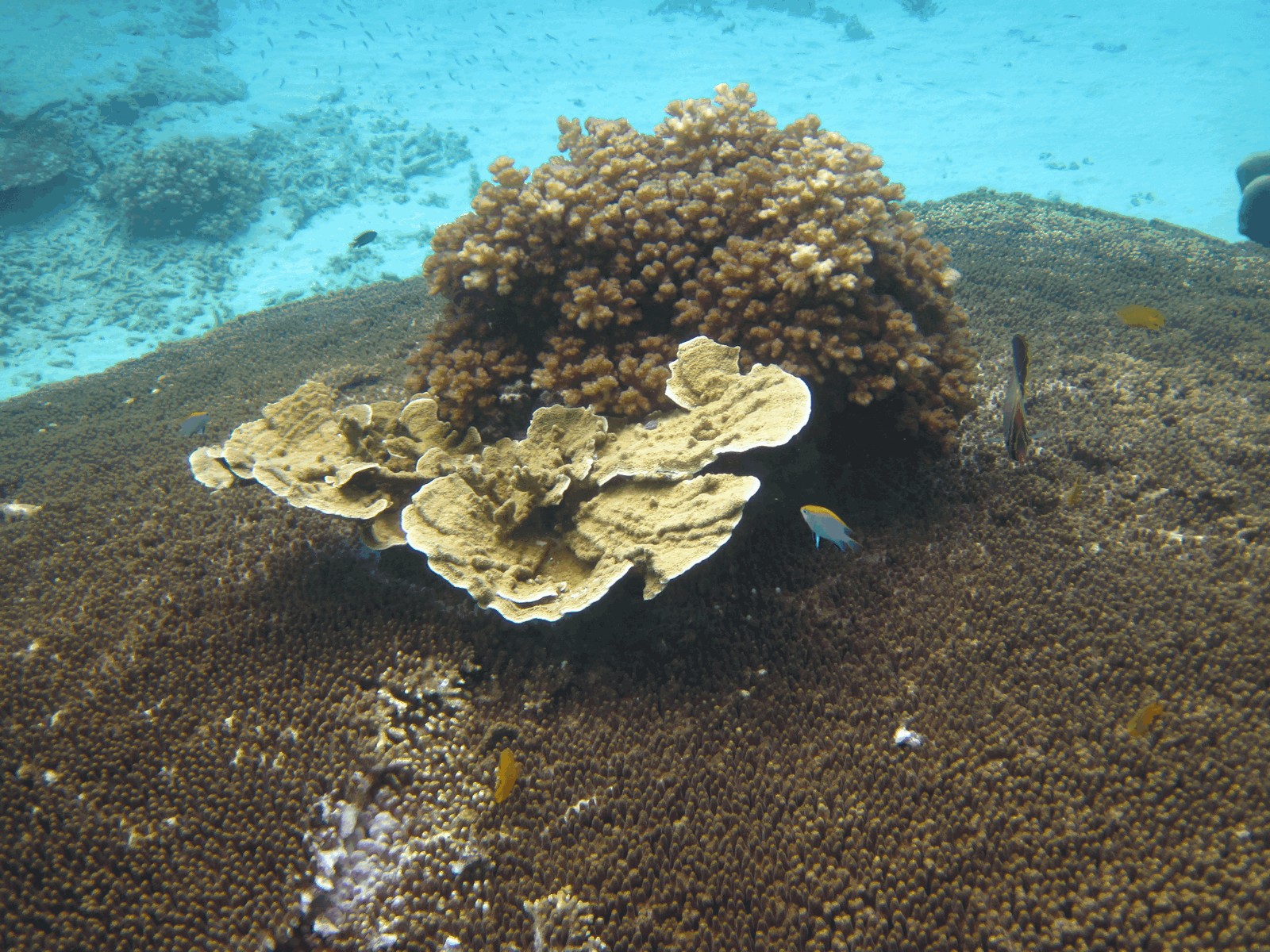 a difficult to read table of punk bands