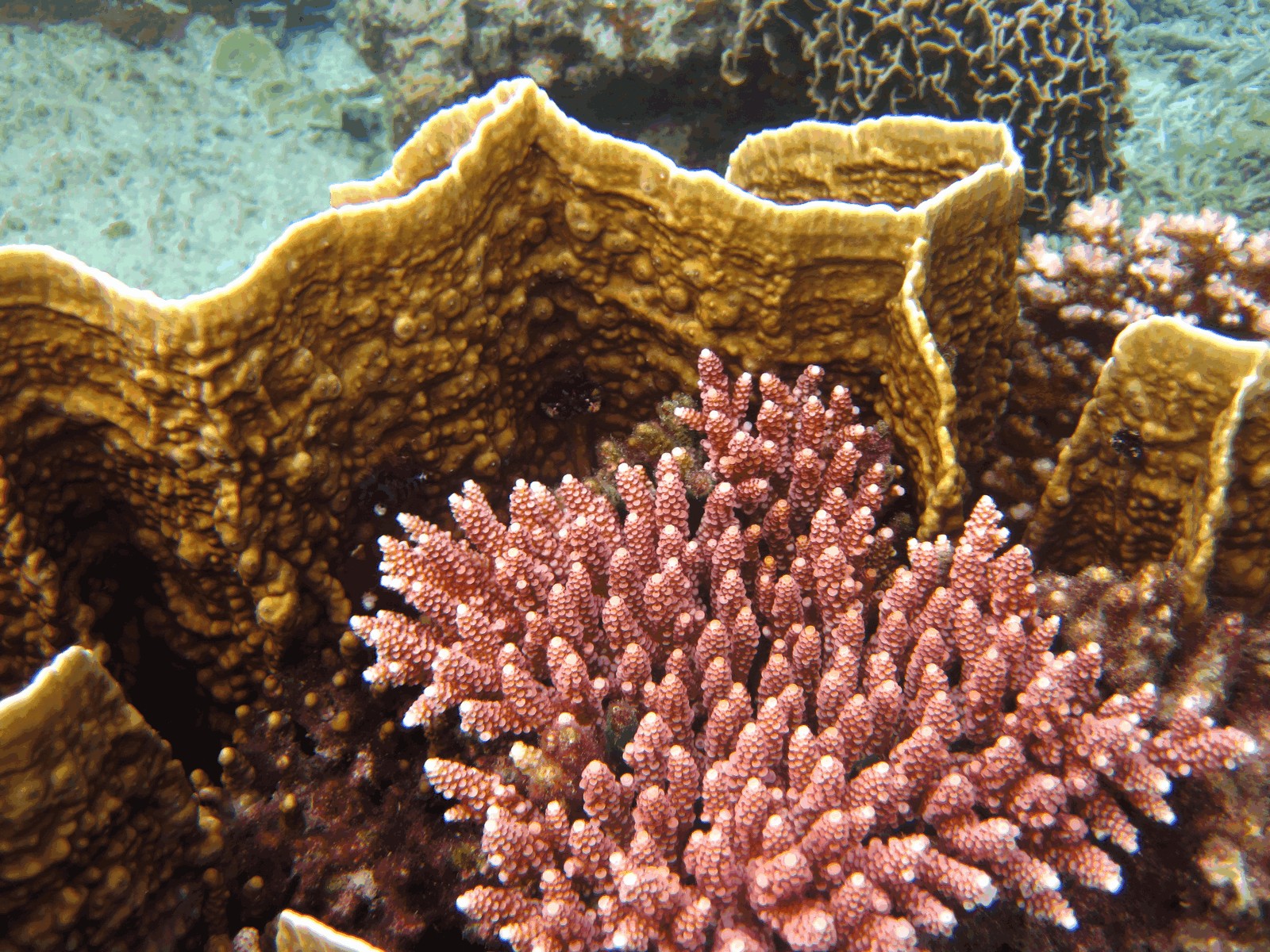 Some colourful coral